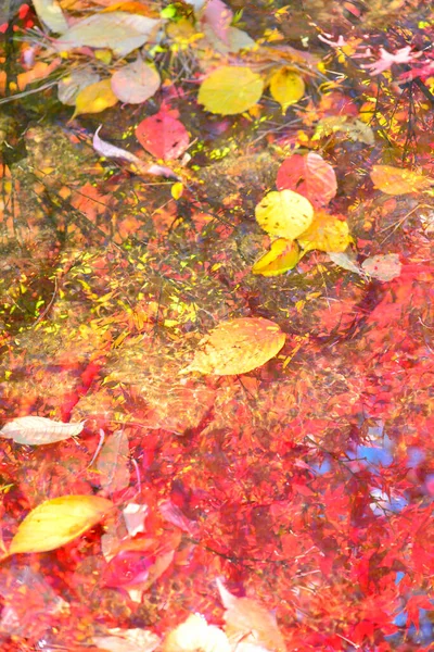 Vista Close Belas Folhas Outono Brilhantes Água — Fotografia de Stock