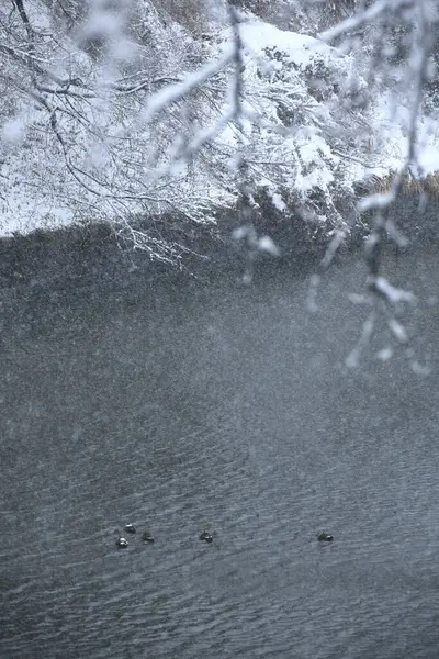 Paisagem Inverno Com Árvores Nevadas Lago — Fotografia de Stock