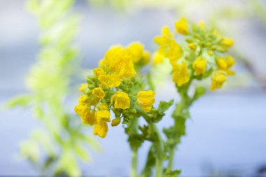 Bahçedeki güzel çiçek