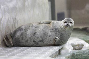 Arka planda bir hayvanat bahçesindeki fok hayvan, kapat.