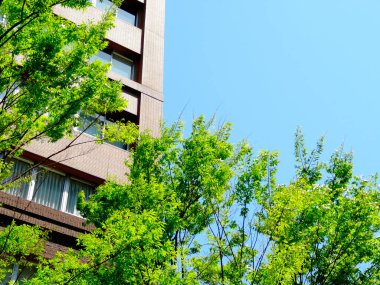 Şehrin ağaç dallarında modern mimari ve yeşil yapraklar        