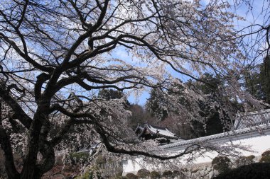 Japonya 'da çiçek açan kiraz ağacı 
