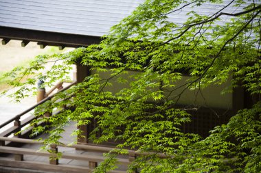 Ağaçlarda yeşil yapraklar olan Japon bahçesi. 