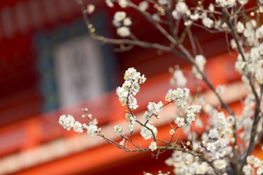 Bahçede güzel bahar çiçekleri