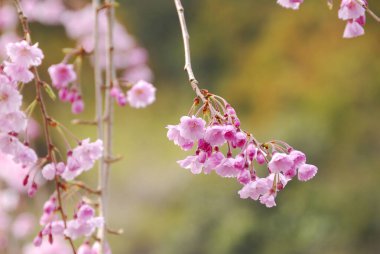 Kiraz ağacında çiçek açan çiçekleri kapat 