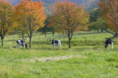 Evcil inekler çayırda otluyor.