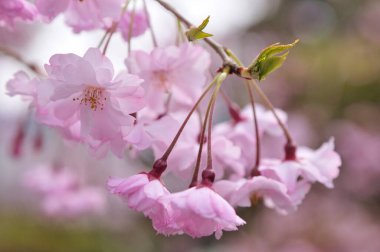 Güzel pembe çiçekler, çiçek konsepti. İlkbaharda kiraz çiçekleri        