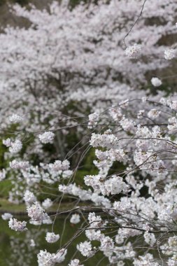 Güzel botanik fotoğrafı, doğal duvar kağıdı.