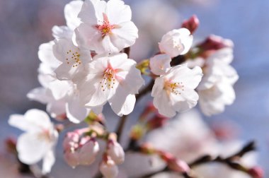 Bahçede güzel bahar çiçekleri