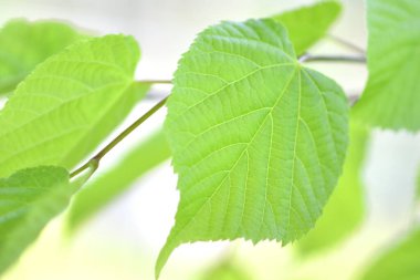 Güneşli bir günde yeşil ıhlamur yaprakları 