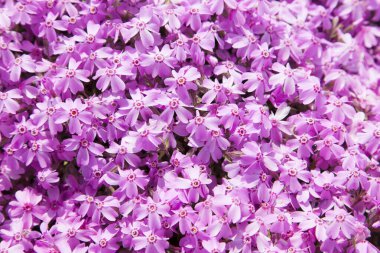 Bahçedeki güzel pembe fenox çiçekleri