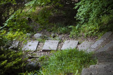 Yeşillik yemyeşil parkın ahşap geçidi 