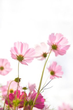 Bahçedeki güzel kozmos çiçeklerinin yakın plan görüntüsü     