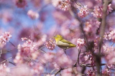 İlkbaharda açan ağaçların çiçeklerini kapat.