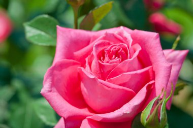 Bahçede açan güzel gül çiçeklerinin yakın plan görüntüsü    