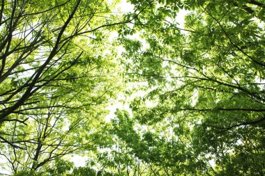 Yazın güzel yeşil bir park. yeşil yapraklar, bitki örtüsü ve doğa      