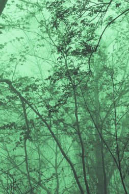Yeşil ağaçlar ve sisli yaz ormanı manzarası