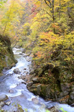Güzel dağ ormanlarında hızlı akarsu