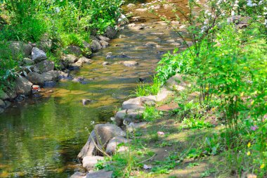 Ormanda deresi olan güzel bir manzara.