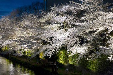 Japonya 'da göl ve kiraz çiçeği manzarası