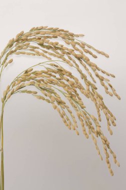 Beyaz arkaplanda kuru pirinç kulağı