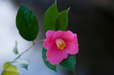 Bahçedeki güzel pembe çiçekler