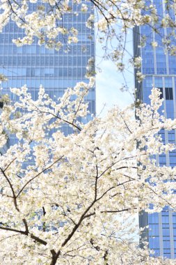 Kiraz çiçekleri, Japonya, Tokyo.