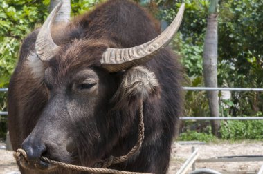 Büyük erkek bufalonun portresini kapat.