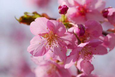 Kiraz ağacında çiçek açan çiçekleri kapat 