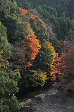 Sonbahar ormanı ve dağ nehrinin güzel manzarası