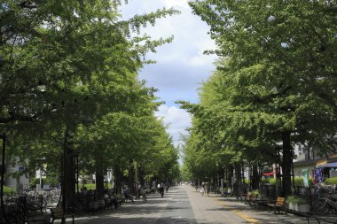 Bulutlu gökyüzünün altında ağaçlarla kaplı bir cadde