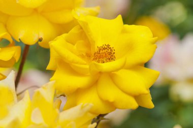 Sarı çiçeğe yaklaş.