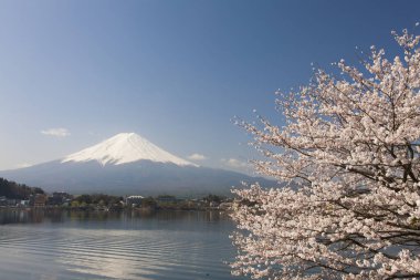Sakura ağacıyla Fuji Dağı, Japonya 