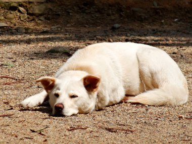 Beyaz köpek parkta yerde yatıyor.