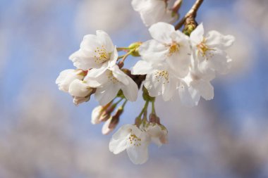 Bahçesinde beyaz çiçekler olan güzel bir kiraz ağacı dalı