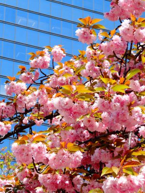 Bahçede güzel bahar çiçekleri