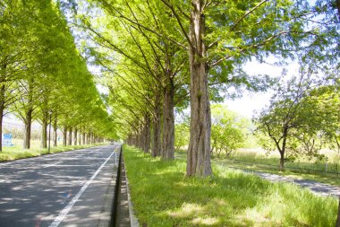 Kırsalda yeşil ağaçlar boyunca boş asfalt yol