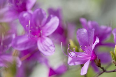 Bahçedeki güzel çiçekler