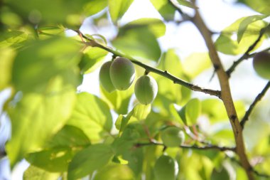 Close-up of Small Green Fruits (Ume) Growing on a Branch with Bright Leaves