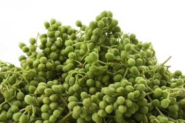 Taze Sichuan biberi, Zanthoxylum, yeşil ve genç 