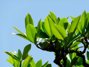 Ağaçtaki yeşil yapraklar, yakın. 