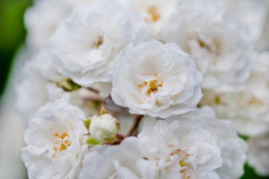 Bulanık arka planda güzel beyaz yasemin çiçekleri