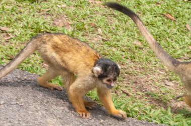 Hayvanat bahçesindeki şirin maymun doğada var.