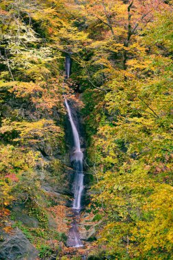 Renkli yaprakları ve şelalesi olan güzel sonbahar manzarası