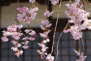 Kiraz ağacında çiçek açan çiçekleri kapat 