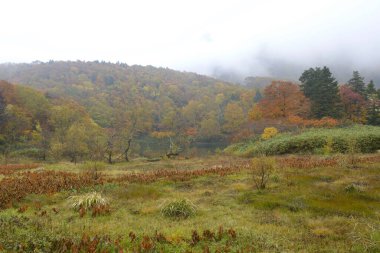 Sonbahar mevsiminde dağ ormanlarında renkli ağaçlar