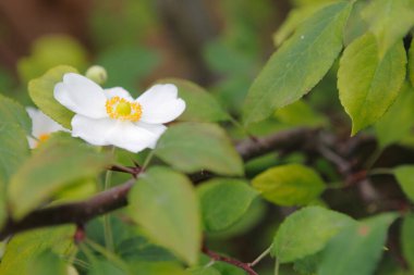Yasemin çiçekleri yeşil yaprakta.