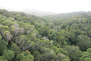 Güzel yeşil tropikal ormanın havadan görünüşü               