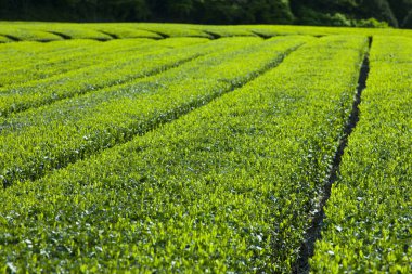 Japonya kırsalında yeşil çay tarlası