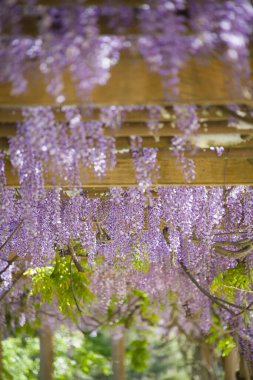 İlkbaharda Japonya 'daki bahçede yabani salkım çiçekleri
